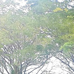 �������, ������, 50 ���