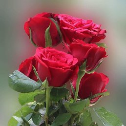 Tnhaliq Rk, ����, 58 ���