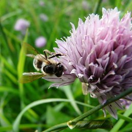 ����, ���������, 51 ���