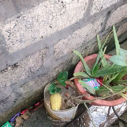 Kis, �������, 38 ���