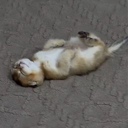Roma, ������, 24 ����