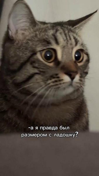 � � ��� ���� ���� �������� 