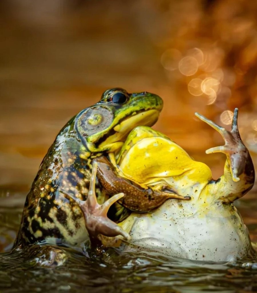 ����� ������ �������� �������! ����� ���� ��������� ������������ Nikon Comedy Wildlife Awards 2025 ... - 2