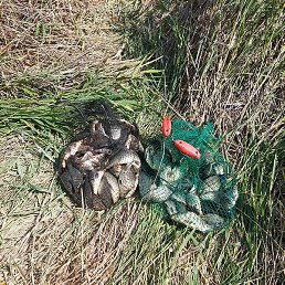 ����, ��������, 67 ���