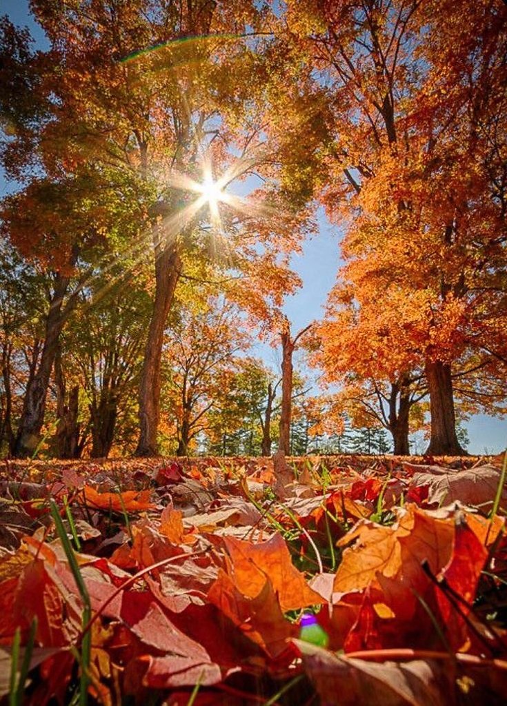 Осень, она хитрая. Она вроде бы извиняется перед нами за то, что листья желтеют и опадают, за то, ...