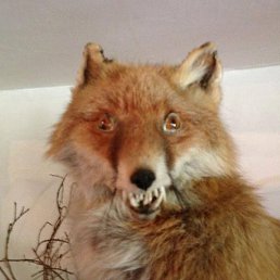 Alex, ���������, 38 ���