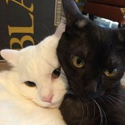 �����, 21 ���, ���������