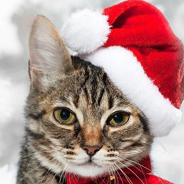 ���, �����, 46 ���