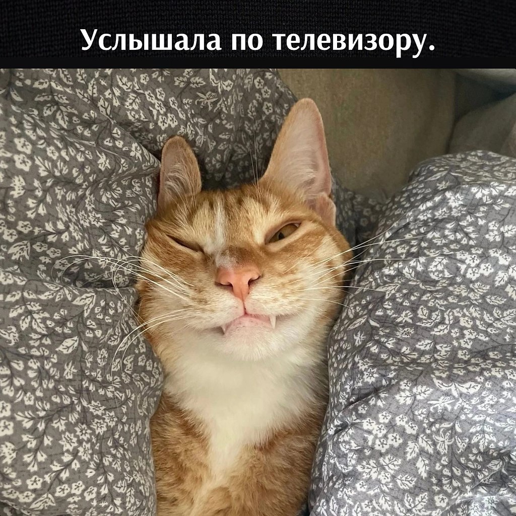 ��� ���� � ����� �� �� - 8 ���� 2026 � 11:25
