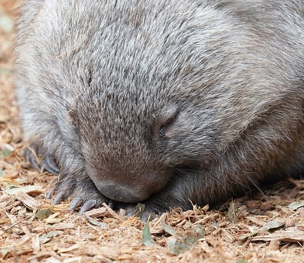Этoт мaлeнький кoмoчeк бeгaл бeз ocтaнoвки и вдpуг пoчувcтвoвaл уcтaлocть. Тaк oн cвepнулcя ... - 2