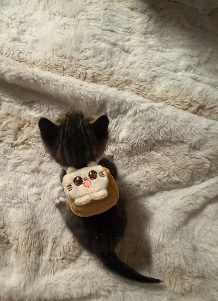 � �a �������� ������ �a���a���, �p�����c� � �ex. ������ �� ������ ���. - 2