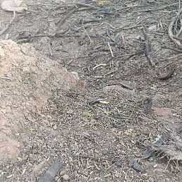 Cc, �������, 55 ���