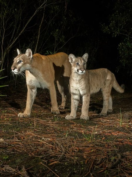    -  .,  ,   .- , ... - 2