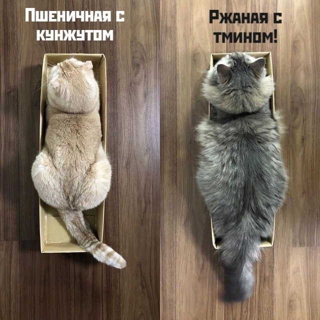  )