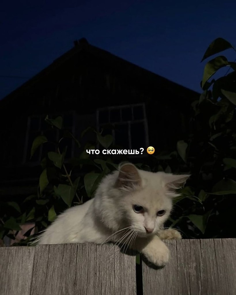 .Счастье. - 23 марта 2025 в 00:29 - 9