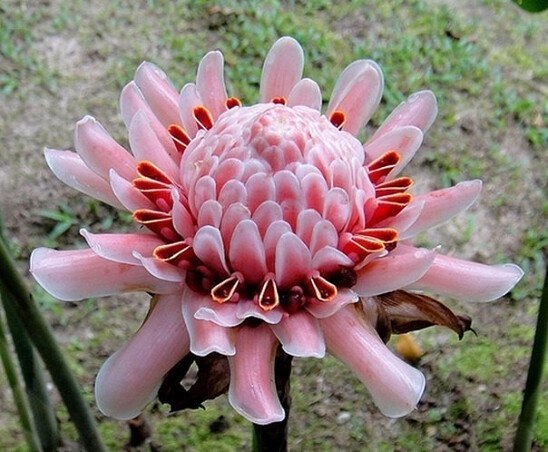     :cherry_blossom: