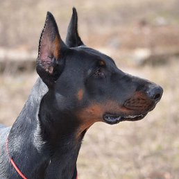 ����, ������, 50 ���