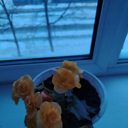 ���� �������, �����������, 55 ��� - ��������� 5 ������ 2026