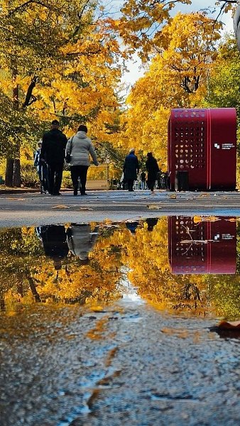 Золотая осень в Сокольниках.Совсем скоро Москва наденет золотой наряд!Фото: Светлана Шихамирова - 6
