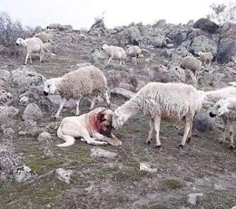 �����������