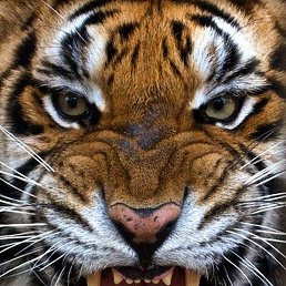 ����, ���������, 51 ���