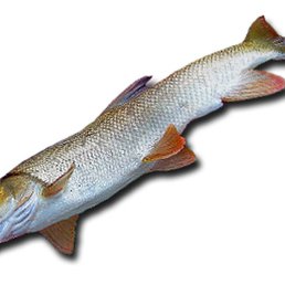 ����, ������, 18 ���