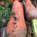 ���� C������, �������� - ��������� 6 ������� 2025 � ������ ���� ����������