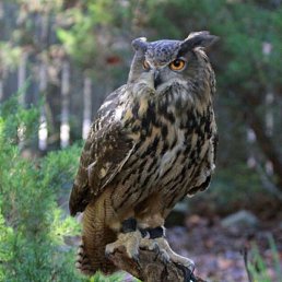 Fuks, ����, 106 ���