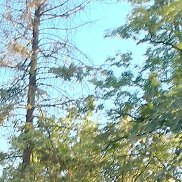 ���������, 57 ���, ����