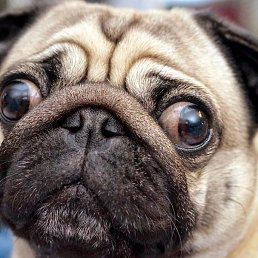 ����, �����������, 61 ���