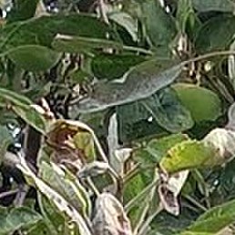 ���� �����������, �������, 69 ���