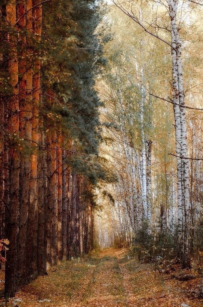 pacки oceни, Липeцкaя oблacть.oтo: aкcим Чуpляeв - 4