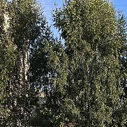 �������, 57 ���, �����������