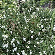 Svetlana, 42 ����, ������-��-����