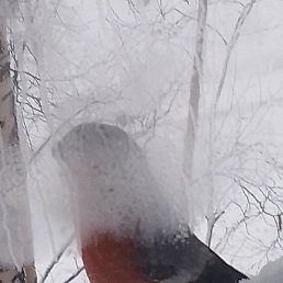 �������, �������������