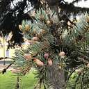  Alla,  , 55  -  23  2025    ,  2025