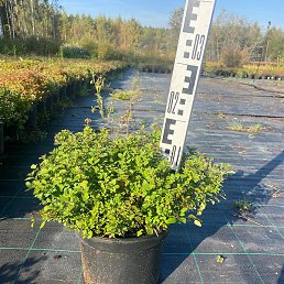 �����, ������, 42 ����