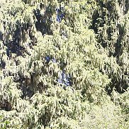 �������, 53 ����, ������