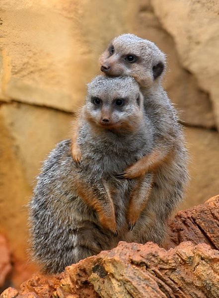    ,  ,      .  ... - 2