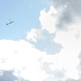 �����, �������, 49 ���