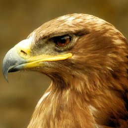 ���������, �����, 45 ���