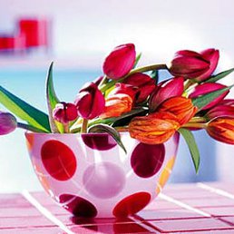 Vitoriya, �������-����������