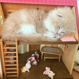 �������, ������, 25 ���