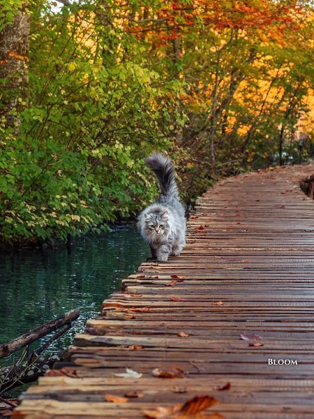  !       ,        ... - 7