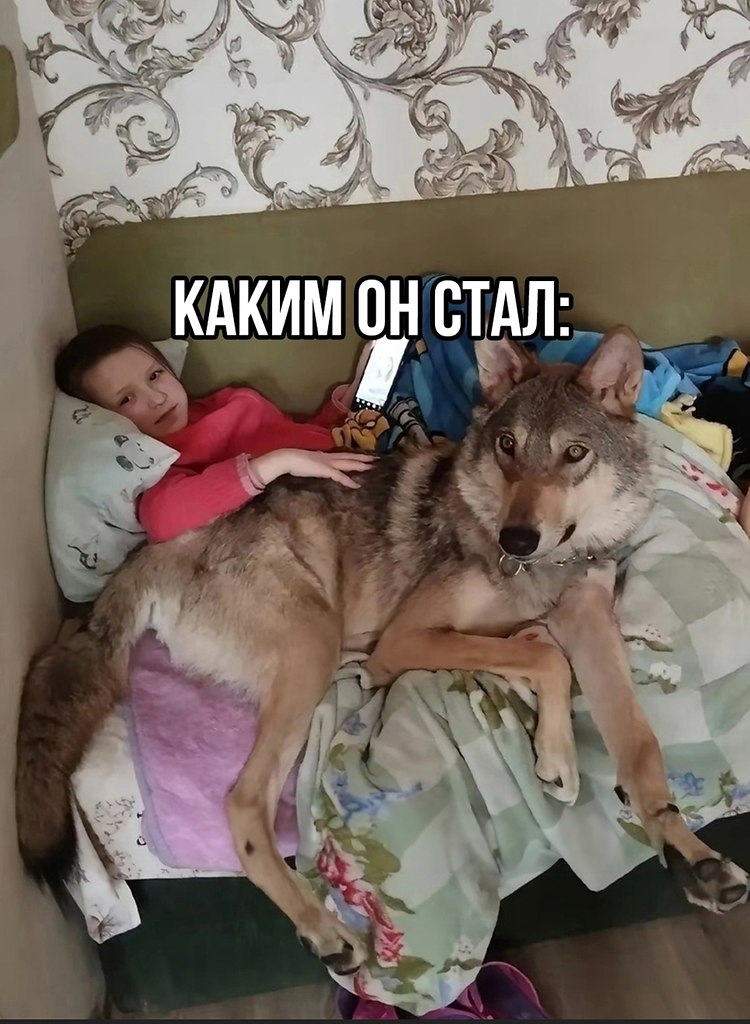 Милый был щенок, а оказался волк! - 3