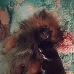 ���� �������, ������, 55 ��� - ��������� 19 ��� 2024