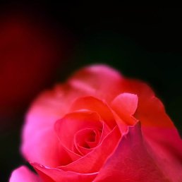 ��������, ����-���������, 58 ���