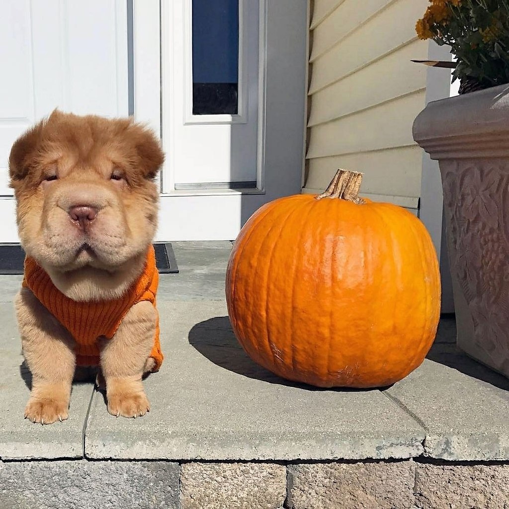 Две тыковки!