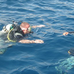 �����, ���������, 49 ���