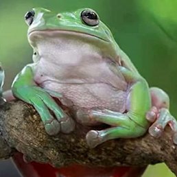 Boris, ������, 39 ���
